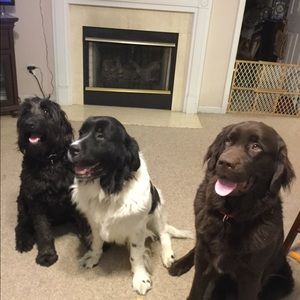 Meet your Posher, Pearl